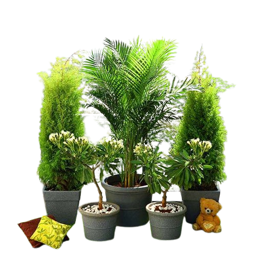 nurserylive-combo-packs-plants-popular-outdoor-plants-for-gardening-on-terrace-16969219211404-removebg-preview